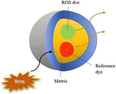 Novel Methods and Approaches for Safety Evaluation of Nanoparticle Formulations: A Focus Towards In Vitro Models and Adverse Outcome Pathways